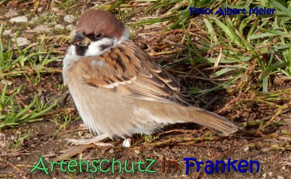 Copyright AiS Albert Meier Bild zum Eintrag (62484-160)