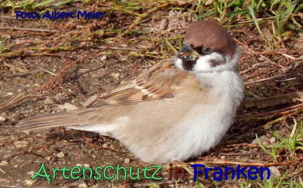Copyright AiS Albert Meier Bild zum Eintrag (62485-160)