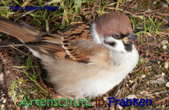 Copyright AiS Albert Meier Bild zum Eintrag (62486-160)