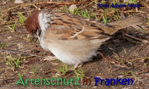 Copyright AiS Albert Meier Bild zum Eintrag (62488-160)