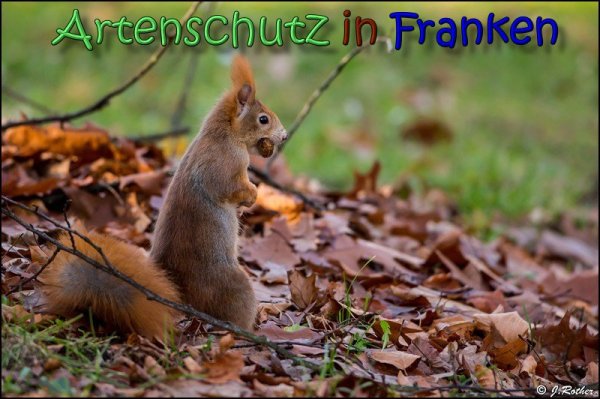 Copyright AiS Johannes Rother Bild zum Eintrag (62514-160)