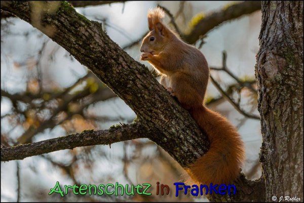 Copyright AiS Johannes Rother Bild zum Eintrag (62517-160)