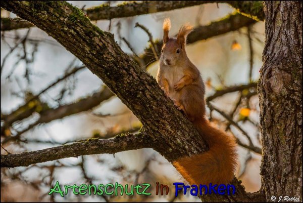 Copyright AiS Johannes Rother Bild zum Eintrag (62518-160)