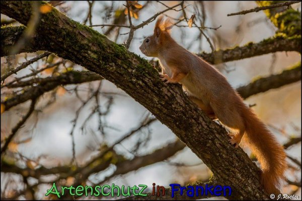 Copyright AiS Johannes Rother Bild zum Eintrag (62519-160)