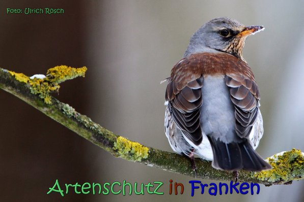 Copyright AiS Ulrich Rösch Bild zum Eintrag (62535-160)