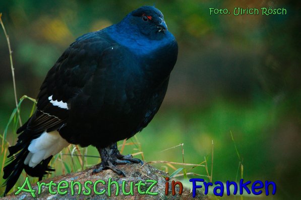 Copyright AiS Ulrich Rösch Bild zum Eintrag (62678-160)
