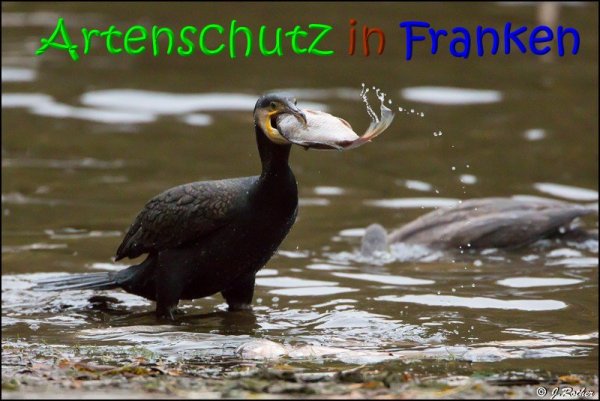 Copyright AiS Johannes Rother Bild zum Eintrag (62839-160)