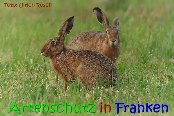 Copyright AiS Ulrich Rösch Bild zum Eintrag (62866-160)