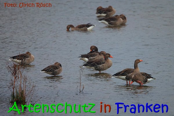 Copyright AiS Ulrich Rösch Bild zum Eintrag (62867-160)