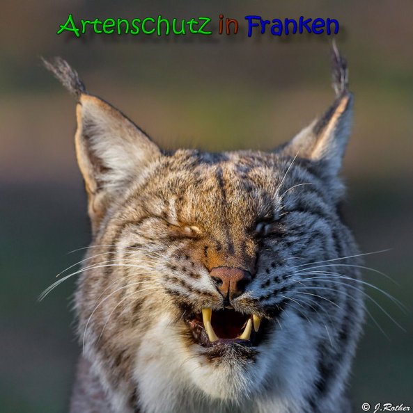 Copyright AiS Johannes Rother Bild zum Eintrag (62953-160)