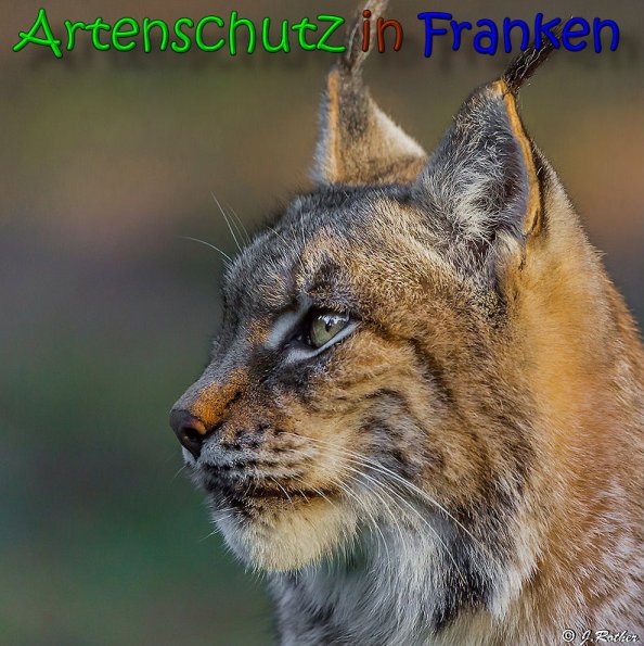 Copyright AiS Johannes Rother Bild zum Eintrag (62955-160)