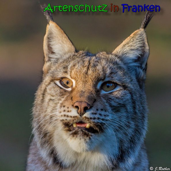 Copyright AiS Johannes Rother Bild zum Eintrag (62956-160)