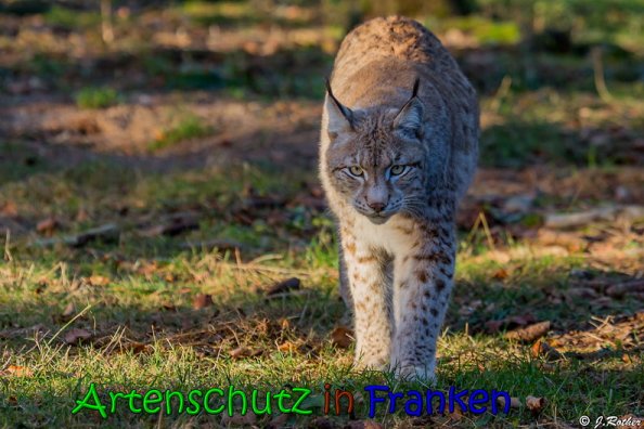 Copyright AiS Johannes Rother Bild zum Eintrag (62957-160)