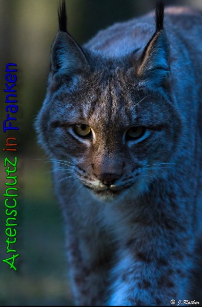Copyright AiS Johannes Rother Bild zum Eintrag (62958-160)