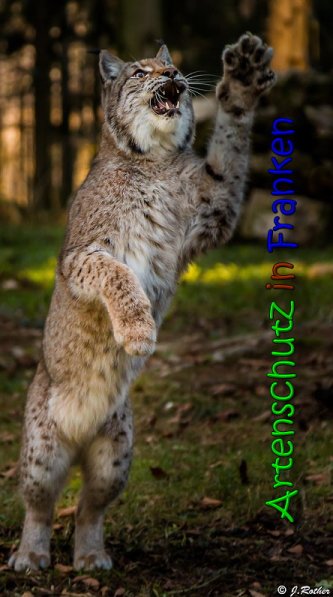 Copyright AiS Johannes Rother Bild zum Eintrag (62959-160)