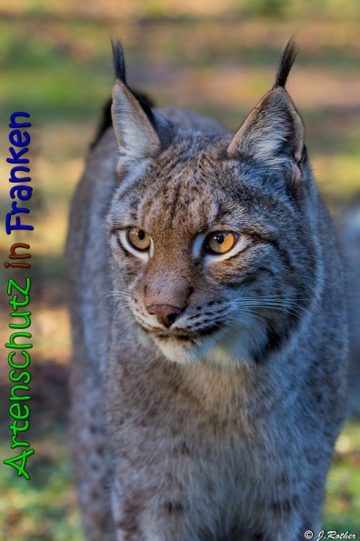 Copyright AiS Johannes Rother Bild zum Eintrag (62960-160)