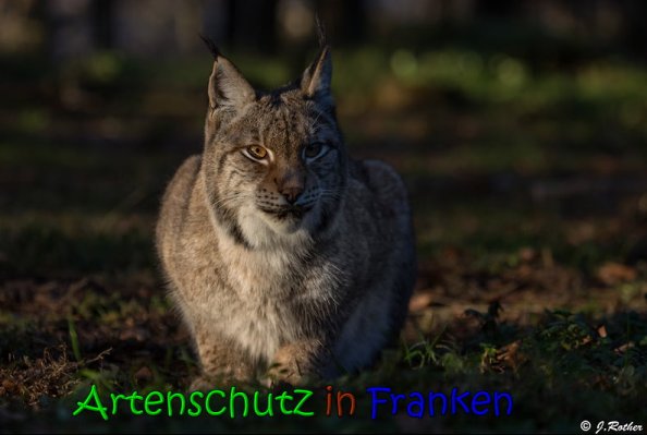 Copyright AiS Johannes Rother Bild zum Eintrag (62962-160)