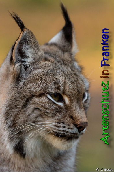 Copyright AiS Johannes Rother Bild zum Eintrag (62963-160)