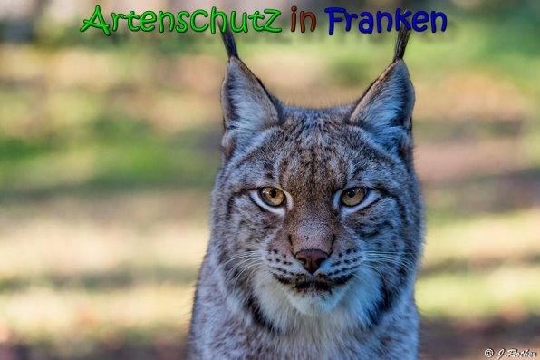 Copyright AiS Johannes Rother Bild zum Eintrag (62964-160)