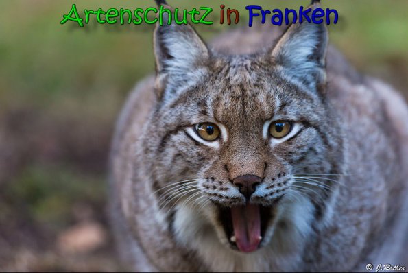 Copyright AiS Johannes Rother Bild zum Eintrag (62965-160)