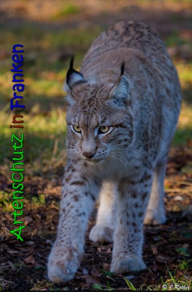 Copyright AiS Johannes Rother Bild zum Eintrag (62967-160)