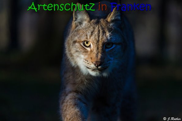 Copyright AiS Johannes Rother Bild zum Eintrag (62971-160)