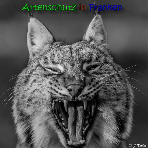 Copyright AiS Johannes Rother Bild zum Eintrag (62974-160)