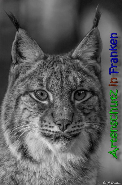 Copyright AiS Johannes Rother Bild zum Eintrag (62975-160)
