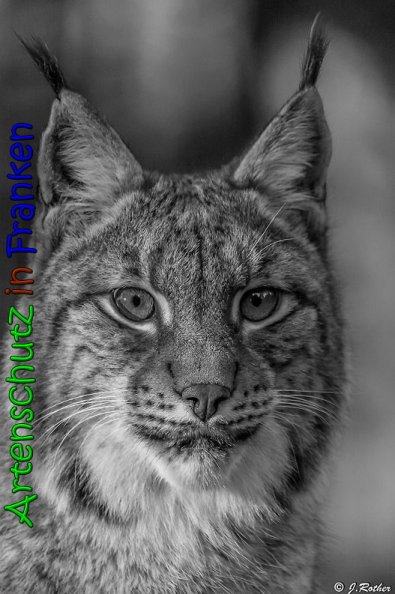 Copyright AiS Johannes Rother Bild zum Eintrag (62976-160)