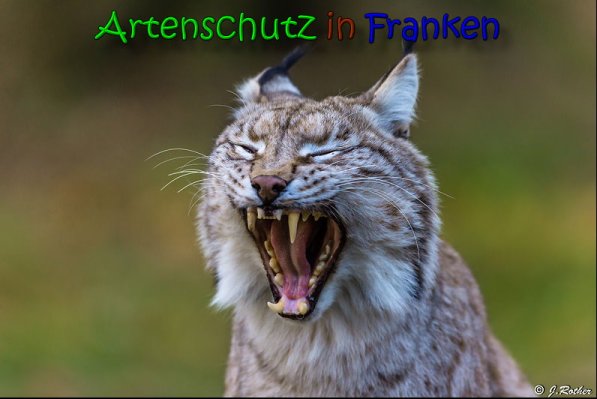 Copyright AiS Johannes Rother Bild zum Eintrag (62979-160)