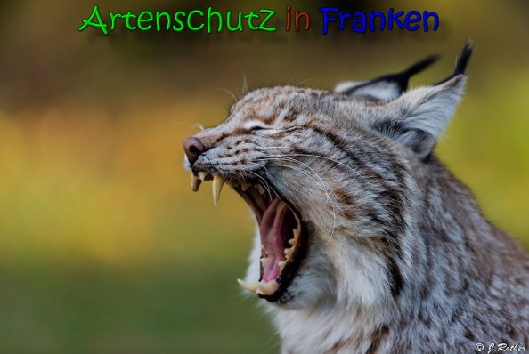 Copyright AiS Johannes Rother Bild zum Eintrag (62980-160)