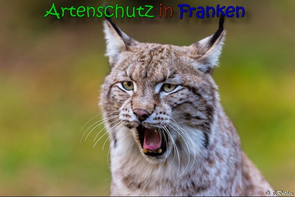 Copyright AiS Johannes Rother Bild zum Eintrag (62981-160)