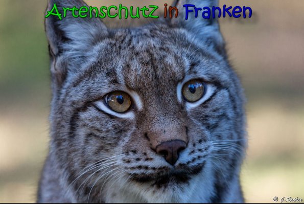 Copyright AiS Johannes Rother Bild zum Eintrag (62982-160)