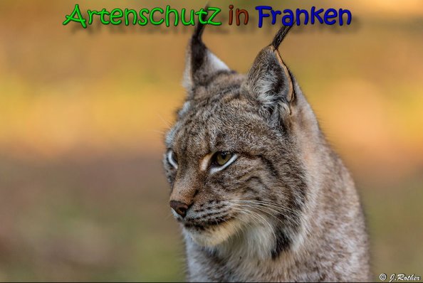 Copyright AiS Johannes Rother Bild zum Eintrag (62983-160)