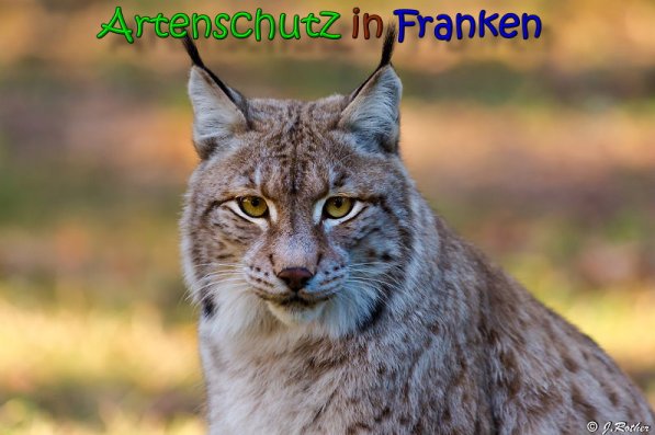 Copyright AiS Johannes Rother Bild zum Eintrag (62990-160)