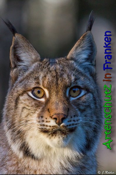 Copyright AiS Johannes Rother Bild zum Eintrag (62991-160)
