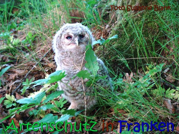 Copyright AiS Susanne Blank Bild zum Eintrag (63049-160)