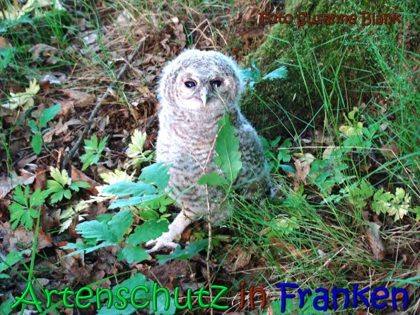 Copyright AiS Susanne Blank Bild zum Eintrag (63050-160)