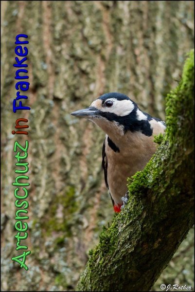 Copyright AiS Johannes Rother Bild zum Eintrag (63251-160)
