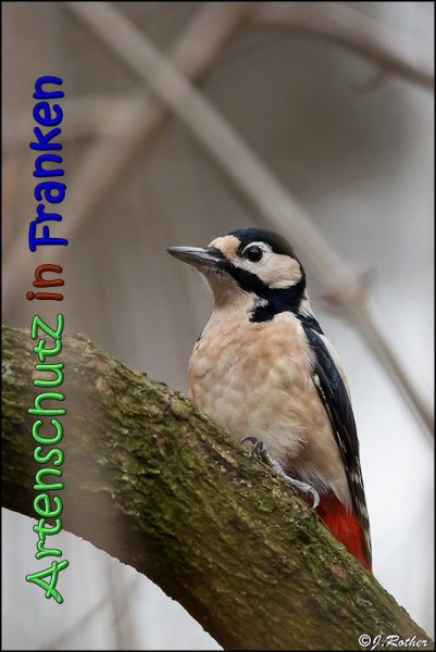 Copyright AiS Johannes Rother Bild zum Eintrag (63252-160)