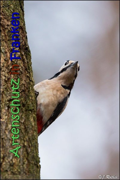 Copyright AiS Johannes Rother Bild zum Eintrag (63253-160)