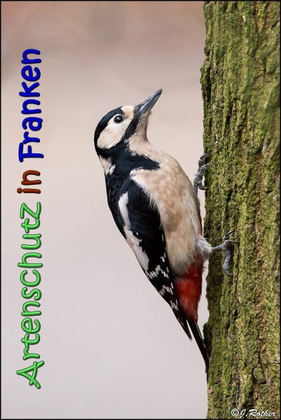 Copyright AiS Johannes Rother Bild zum Eintrag (63254-160)
