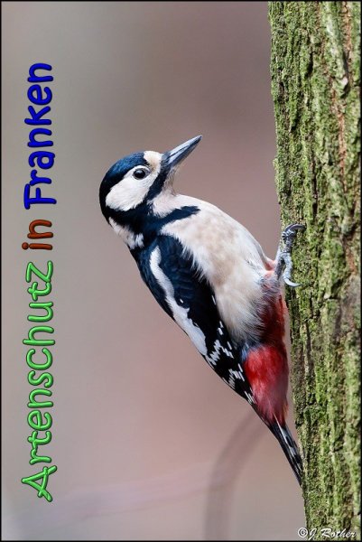 Copyright AiS Johannes Rother Bild zum Eintrag (63255-160)