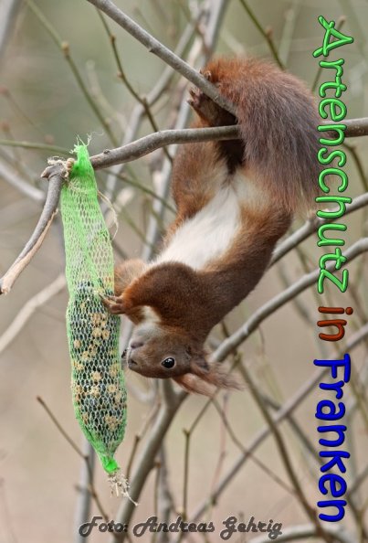 Copyright AiS Andreas Gehrig Bild zum Eintrag (63258-160)