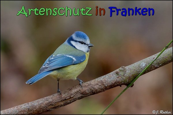Copyright AiS Johannes Rother Bild zum Eintrag (63276-160)
