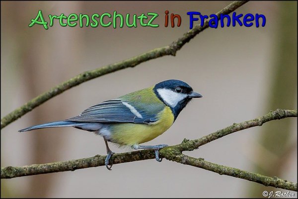 Copyright AiS Johannes Rother Bild zum Eintrag (63278-160)