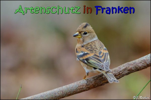 Copyright AiS Johannes Rother Bild zum Eintrag (63280-160)