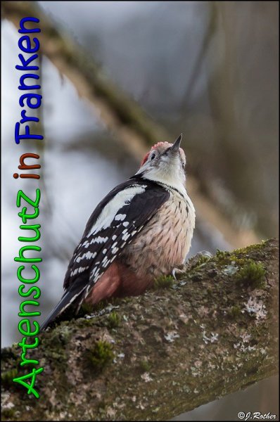 Copyright AiS Johannes Rother Bild zum Eintrag (63421-160)