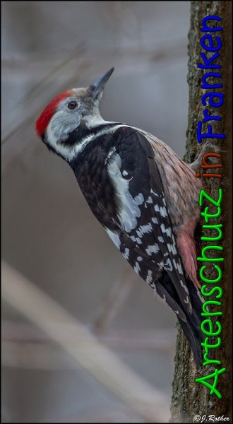 Copyright AiS Johannes Rother Bild zum Eintrag (63422-160)