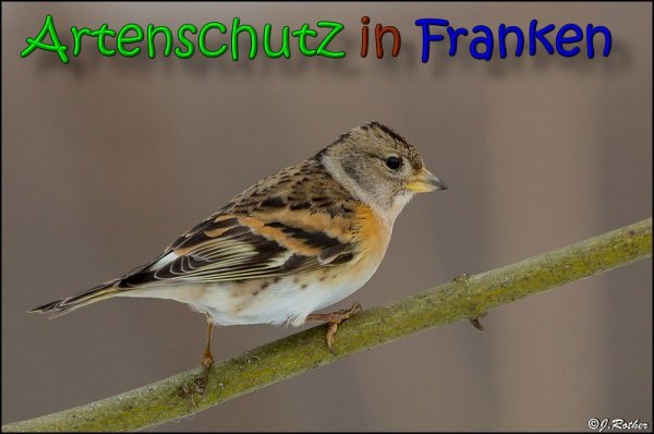 Copyright AiS Johannes Rother Bild zum Eintrag (63429-160)